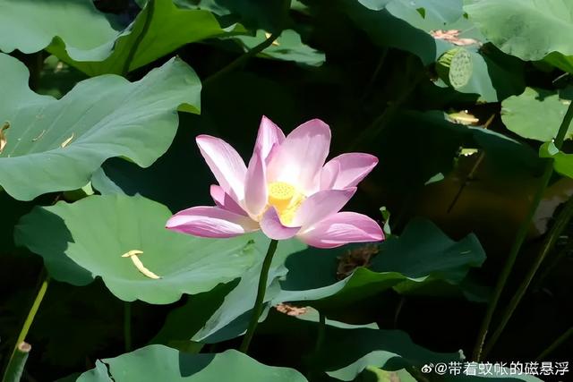 又一批“济南寻美客”出炉！欢迎你也来将济南的美定格