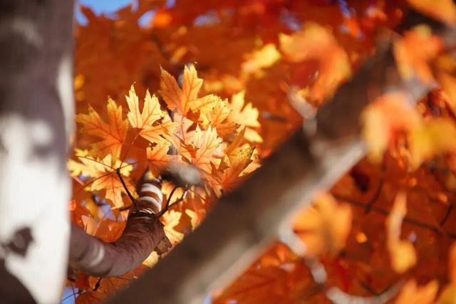 实拍！海淀“莫奈花园”已开启五彩斑斓“童话模式”