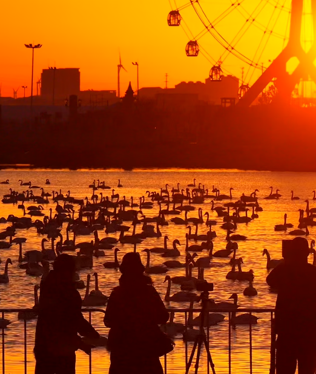 大天鹅飞抵那香海“度假”又岂在朝朝暮暮？