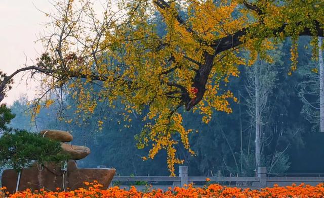 快来如皋打卡，错过就要等一年了🤩🤩🤩