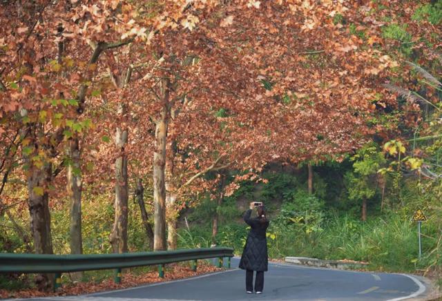 美！金堂这条梧桐大道，来一次就爱上！