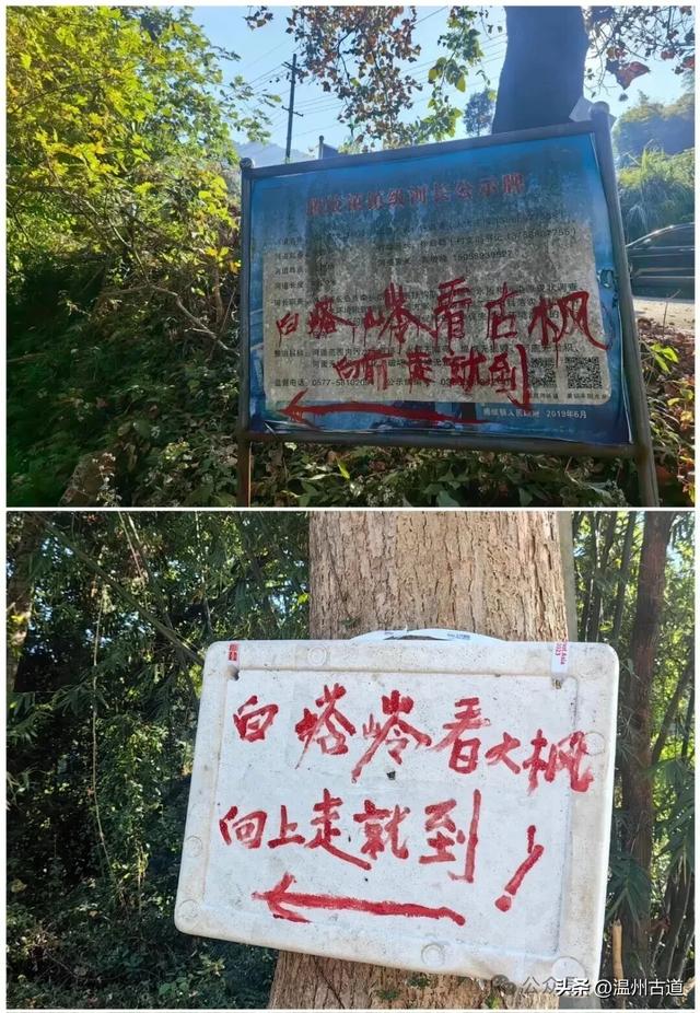 温州这两条知名红枫古道已经红啦！周末是最佳观赏期，不要错过！