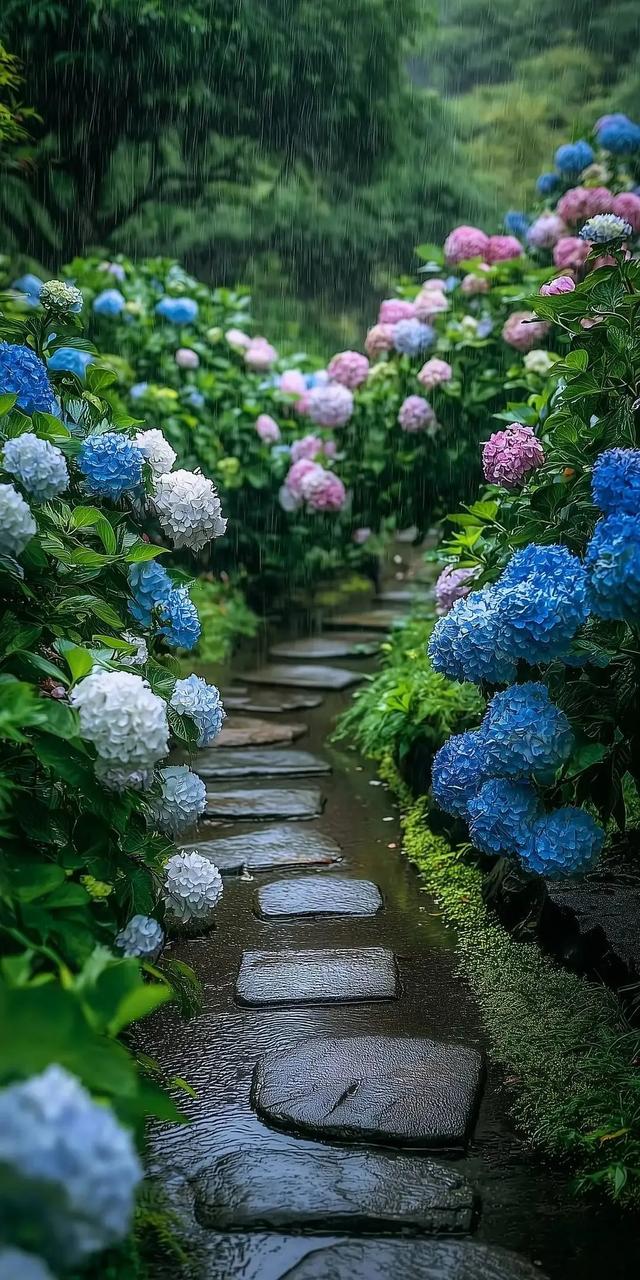 雨中绣球花道，这景色太治愈啦