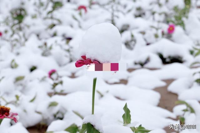 “最怕十月初一是晴天”，今天十月初一，晴天有什么可怕的？
