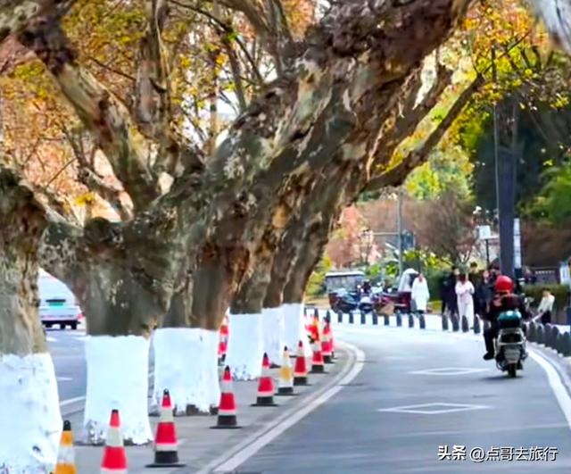 成都4大梧桐观赏地，17公里金色隧道，超级壮观，地铁公交直达！