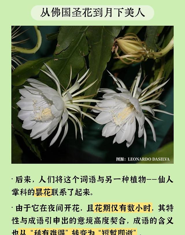 成语里的科普之昙花一现：黑夜中的悄然绽放
