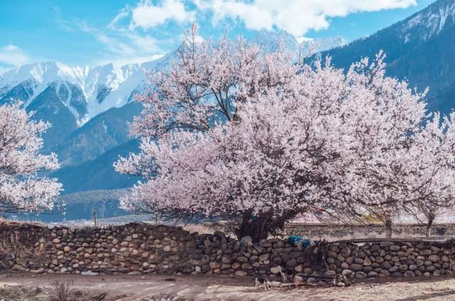 强烈建议3-5月走起的9条自驾路线，春天花开成海，沿途美成天堂！