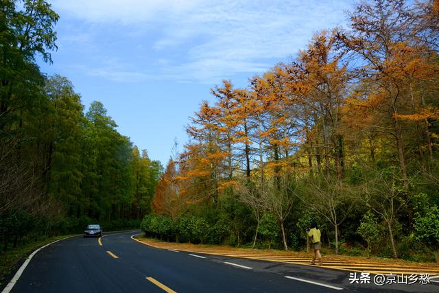 京山虎爪山赏秋：来得迟，景正好