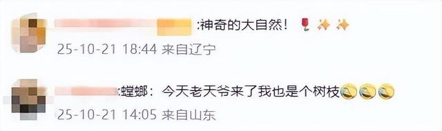 男子剪枝时发现螳螂伪装成树枝