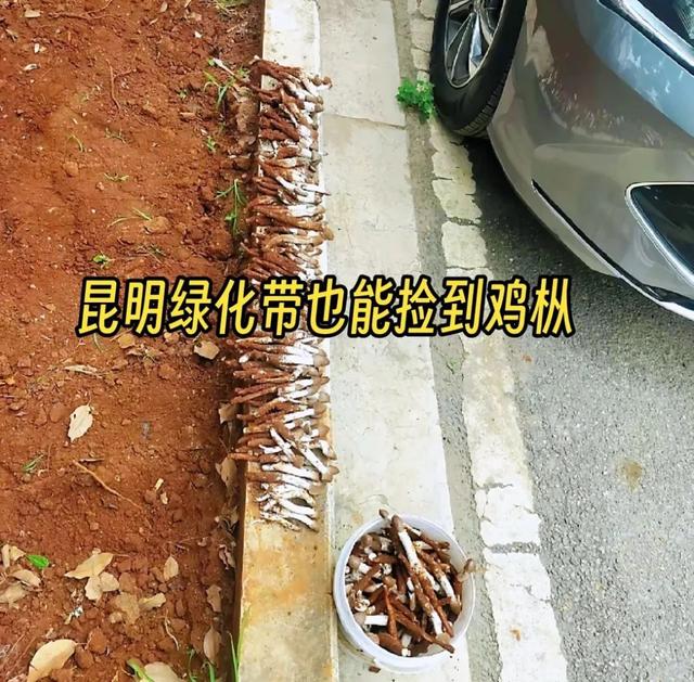 这个季节来云南，抓根树枝我们去“打野”