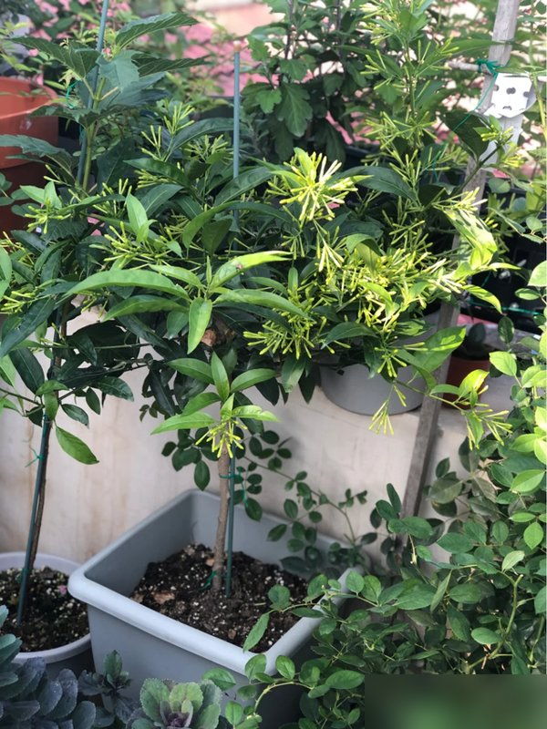 阴花不能进阳宅！这5种花“打死”也不养，家里若有？快挪走！
