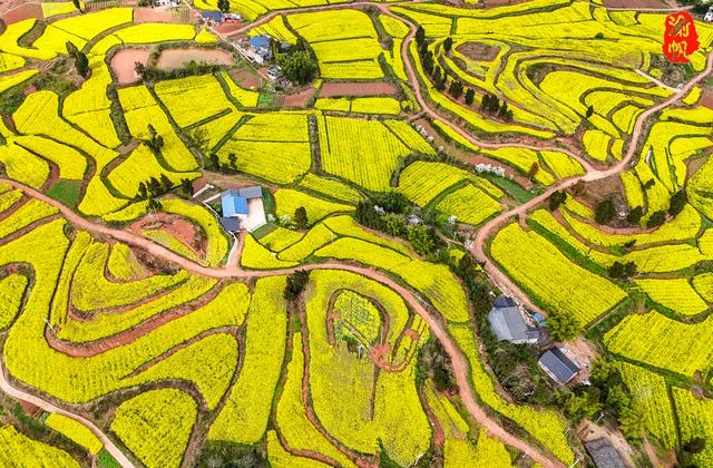 重庆，你糊涂呀！这么美的油菜花海都不宣传，感觉比云南罗平还美