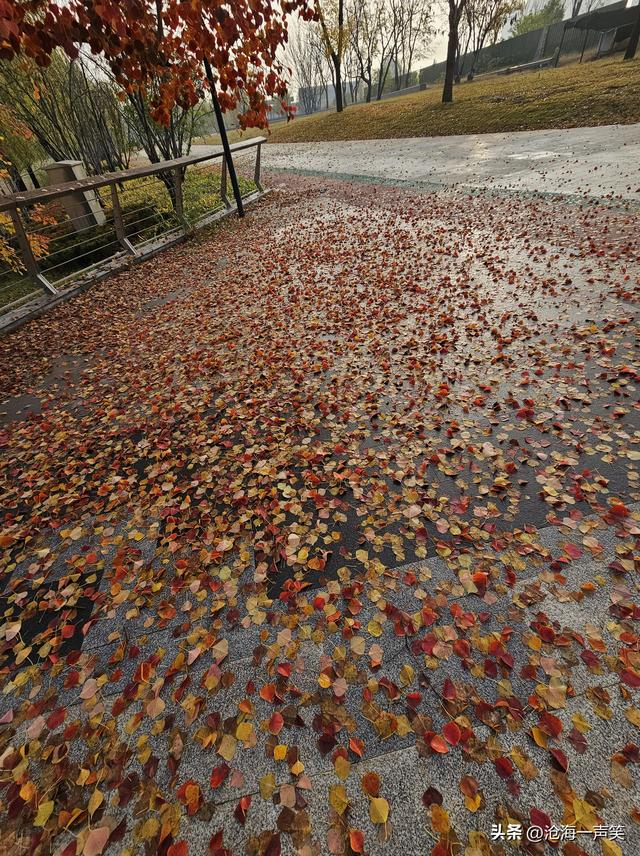 乌桕情深，一路美景一树美景一地美景，美不胜收，藏了转了赞了吧