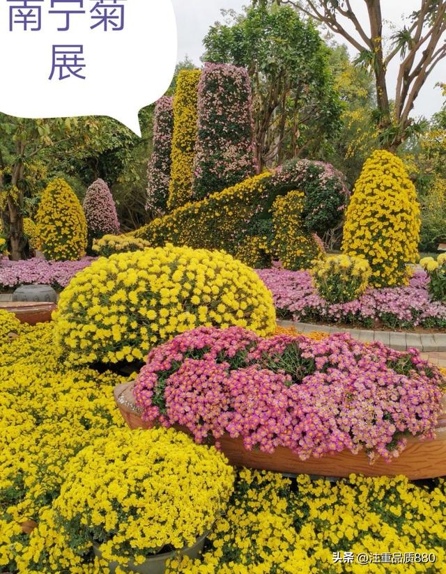 今年唐山南湖菊展从规模到品种在我印象中是多年来的第一次