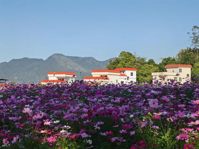 云城前锋花海，邀您来看！