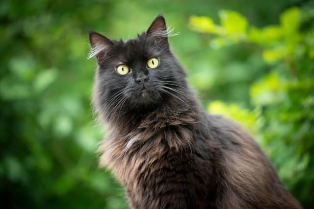 全世界100个宠物猫品种大赏！