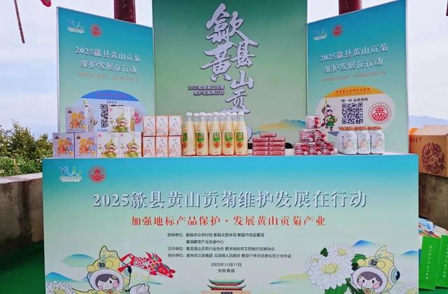 秋日限定！歙县黄山贡菊惊艳上线，邂逅山野绝美盛景 | 皖美冬日 | 第十五届安徽国际文化旅游节