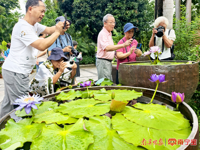 南宁市人民公园举行睡莲展，持续至10月底