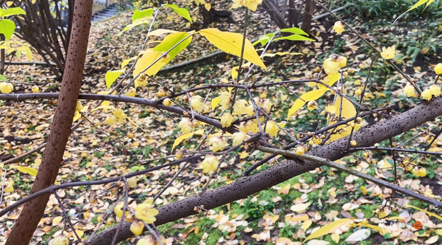 城建靓区 | “冬日限定”已上线！内江市中区这抹“甜城暗香”太治愈了