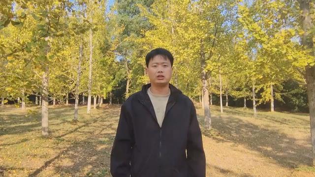 凤凰沟景区：五十亩银杏林迎最佳观赏期