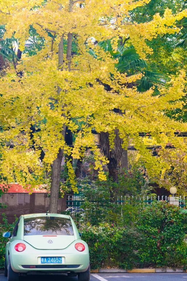 深秋的解放大道，安陆把最美的色彩泼给了它