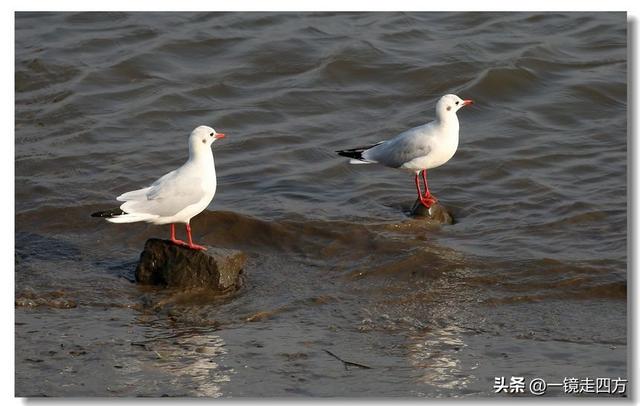 漫步丹东鸭绿江畔，可以隔江望见对岸的朝鲜