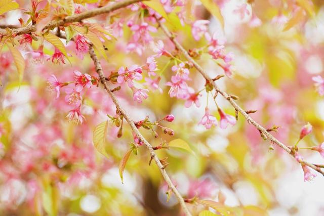 夹江茶山邂逅一场粉色浪漫