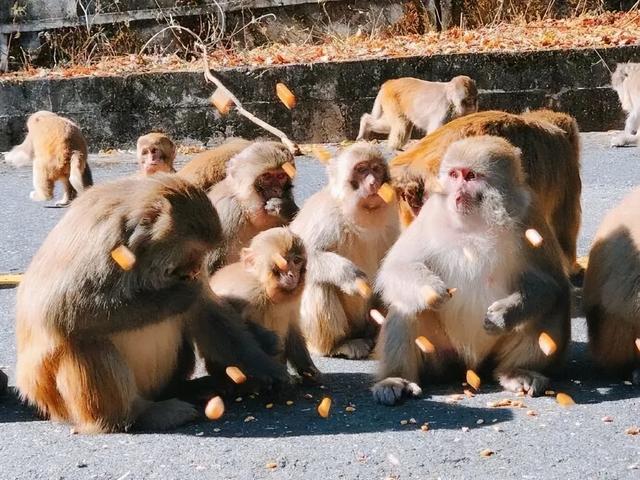 中国彩林第一县！黑水的美镜头不足以描绘！