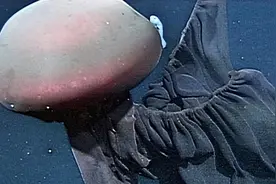 英国贵妇的“小便神器”，19世纪海豹皮内衣，带你看看世界的奇妙图片