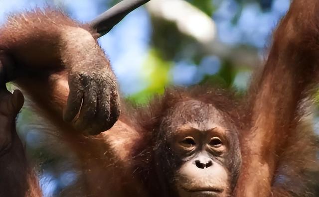 被锁暗室6年：剃毛穿丝袜当玩物，惨状撕开人类伪善面具