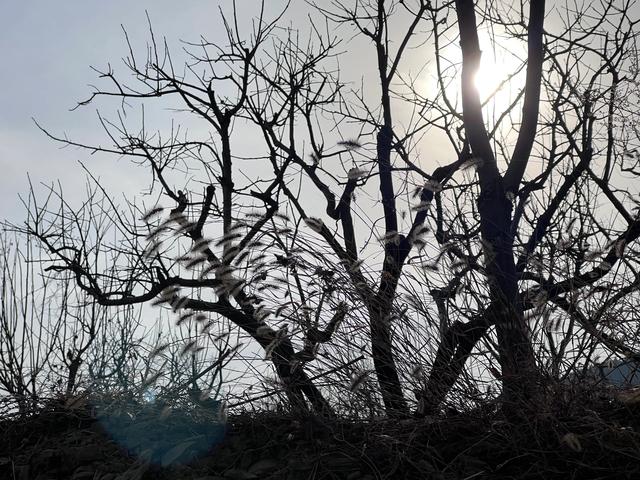 大雪节气没有雪,这天去了山东临朐县一个山村。