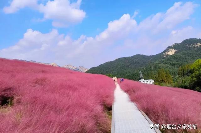 【乐游烟台】唯美！烟台这处粉黛花海上线