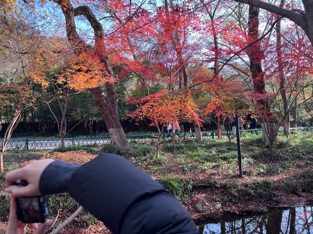 杭州红叶季：桂花之后百花杀，旖旎红叶胜百花。