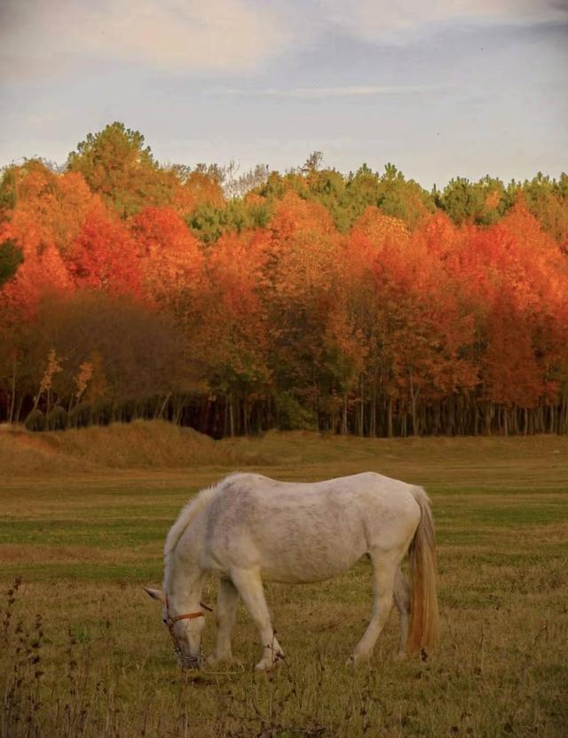 贵阳冬日最神秘的林场！绿野仙踪的尽头，竟藏着一个天空谜题。
