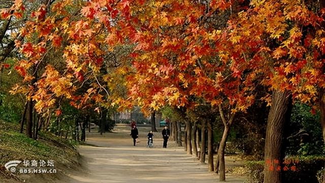 咸阳的秋浸着秦汉底蕴油画，这4 处赏秋地藏着不输长安的千年浪漫