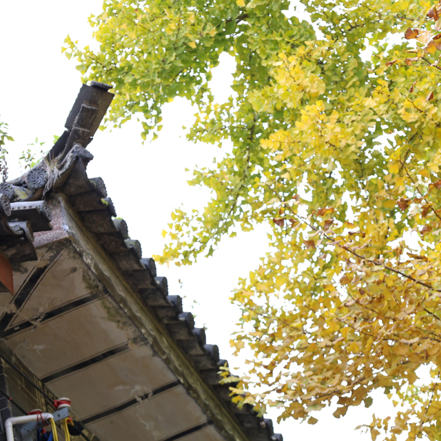 大理古城“金”彩上线！