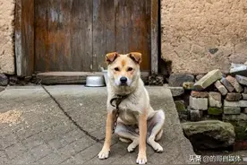 为什么城里面的狗要栓绳，农村的却不需要？图片