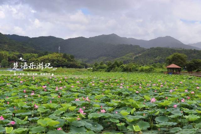 浙江宁波这片秘境又到最美时，百亩荷花美如画，金鸡菊花海也很美