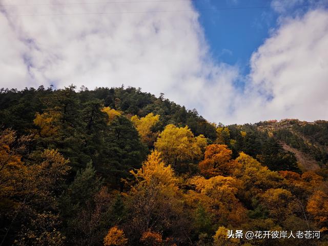 米亚罗彩林季，观赏一日游！