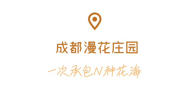 谁来管管这片地肤草啊！美得人挪不开眼