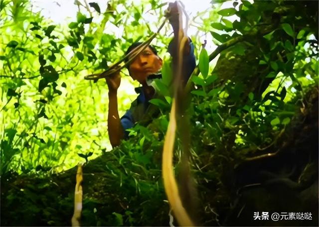 2万6一斤的燕窝怎么来？看四川大叔飞崖取窝，儿子：打死不做这