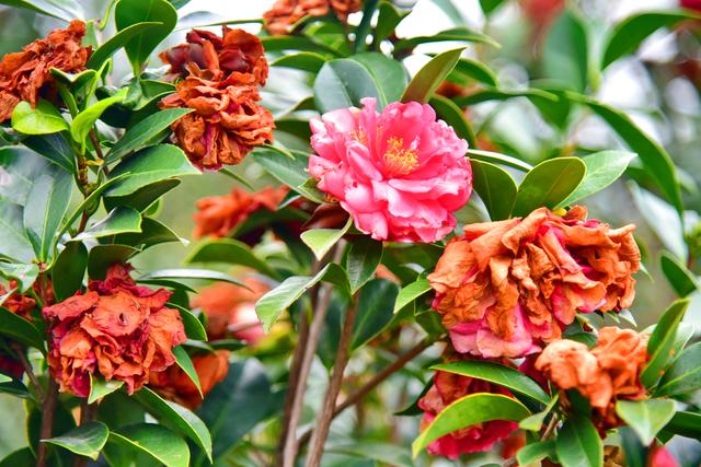 落花成茶韵！佛山卡玛缤纷花世界解锁沉浸式养生体验，干茶花变身冬日新宠