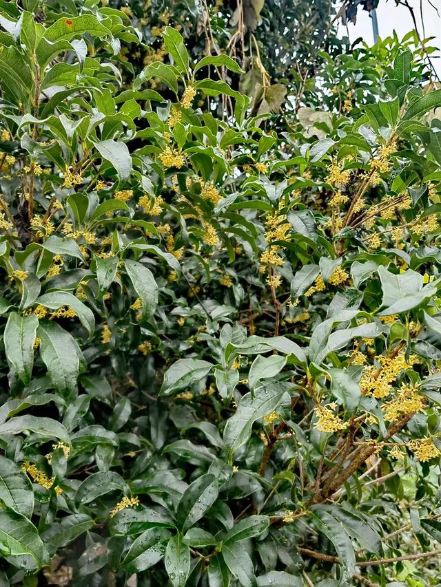 相约在湖州,相聚在梦萦——记原福空医院老战友2025年湖州行