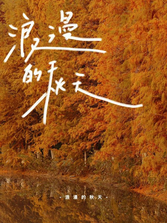 走进盐渎公园，闯进水杉林的秋日童话🍂