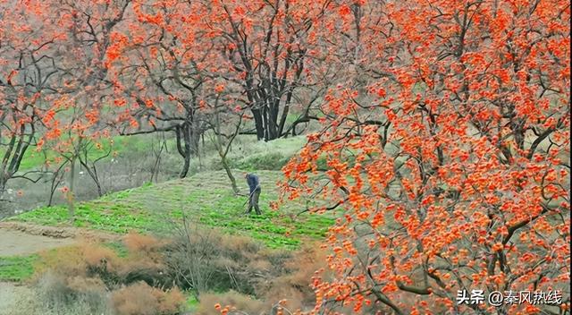 彬州市罗店村：红色染秋山 八方游客聚此共赴“盛柿之约”