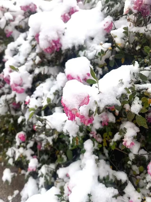终于等到你！第一波济宁雪景大片来了！