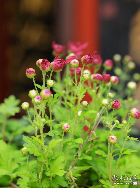 昆明秋景｜昙华菊花，芳香四溢！（附攻略）