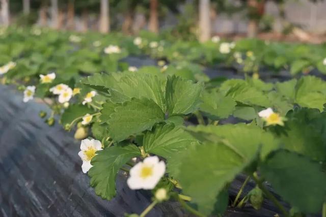 长三角果香正浓！快到这些当季采摘点位探“鲜”吧~