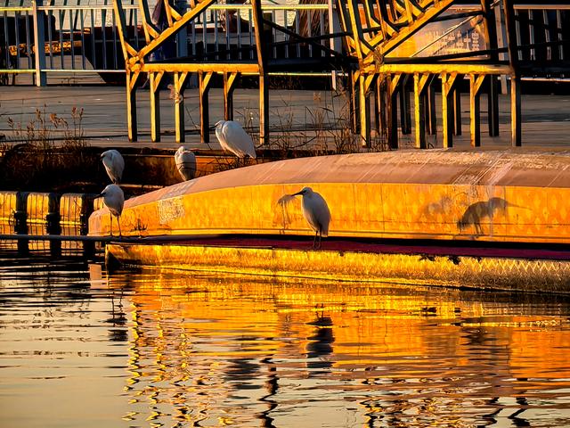 朝看芦苇夕望鸟：爱了！鸢都湖一天最美的两个时刻