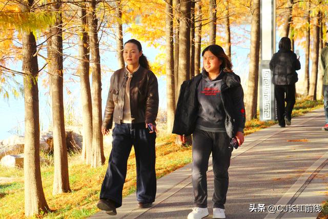 河南淮滨：落羽杉红了，美女们来啦！